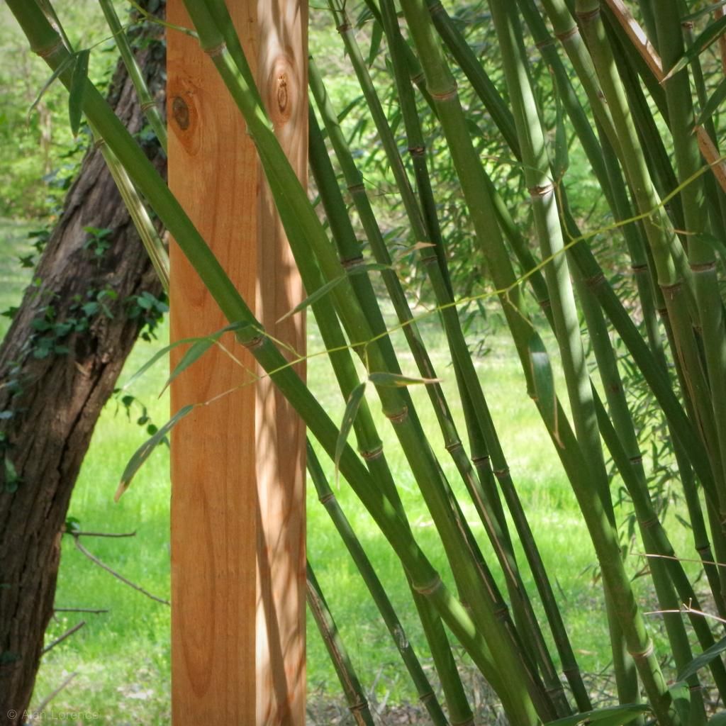 It's Not Work, It's Gardening! Bamboo support, part 1